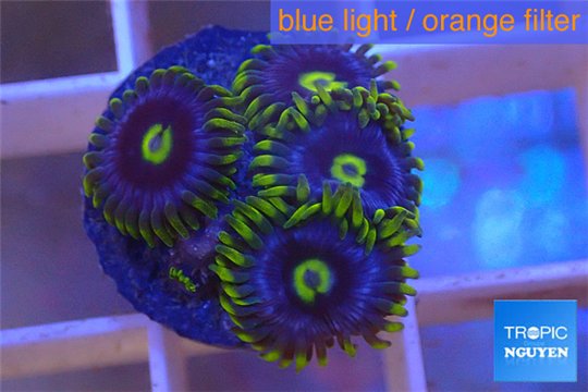 Zoanthus neon green magician blue 4-6 polyps WYSIWYG acclimaté