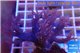 Cespitularia blue 4-8 cm WYSIWYG acclimaté