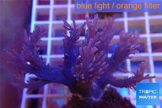Cespitularia blue 4-8 cm WYSIWYG acclimaté