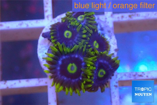 Zoanthus neon green magician blue 5-7 polyps WYSIWYG acclimaté