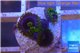 Zoanthus neon green magician blue 3-5 polyps WYSIWYG acclimaté