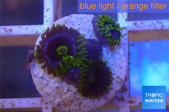 Zoanthus neon green magician blue 3-5 polyps WYSIWYG acclimaté