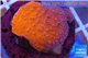 Montipora red cap 2-3 cm WYSIWYG acclimaté