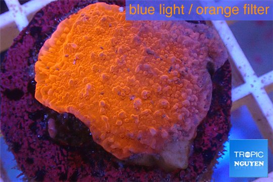 Montipora red cap 2-3 cm WYSIWYG acclimaté