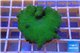 Montipora digitata green 3-4 cm WYSIWYG acclimaté