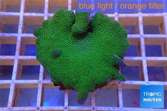 Montipora digitata green 3-4 cm WYSIWYG acclimaté