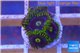 Zoanthus neon green magician blue 4-6 polyps WYSIWYG acclimaté
