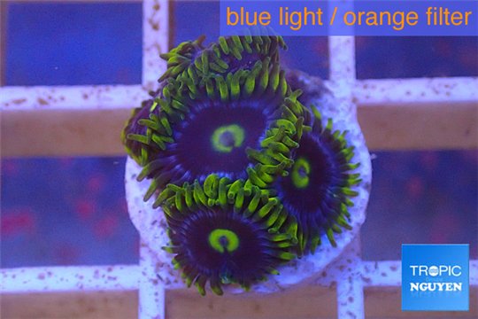 Zoanthus neon green magician blue 4-6 polyps WYSIWYG acclimaté