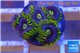 Zoanthus neon green magician blue 5-7 polyps WYSIWYG acclimaté