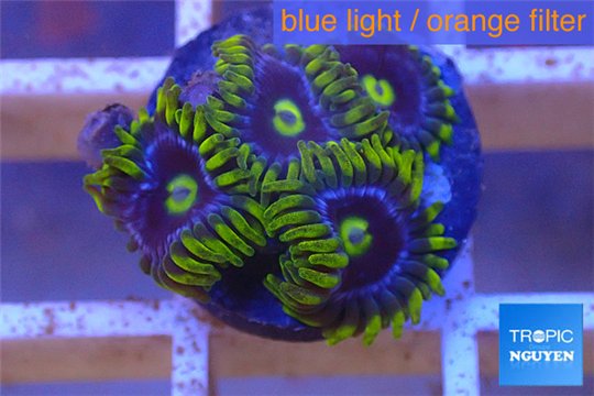 Zoanthus neon green magician blue 5-7 polyps WYSIWYG acclimaté