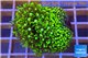 Pachyclavularia neon green 4-6 cm WYSIWYG acclimaté