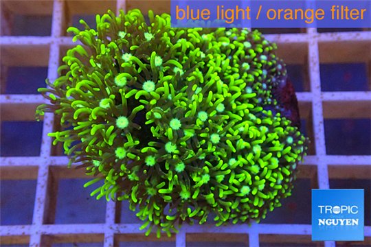 Pachyclavularia neon green 4-6 cm WYSIWYG acclimaté