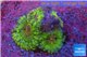 Zoanthus Fijii premium 4 polyps WYSIWYG acclimaté