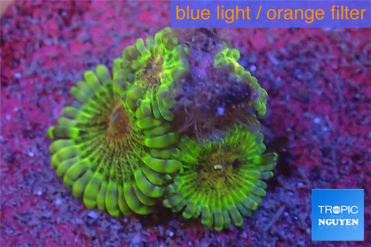 Zoanthus Fijii premium 4 polyps WYSIWYG acclimaté