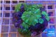 Discosoma green blue line 7-10 cm WYSIWYG acclimaté