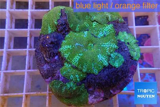 Discosoma green blue line 7-10 cm WYSIWYG acclimaté