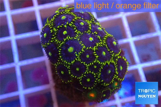 Zoanthus blue green Kenya 3-4 cm WYSIWYG acclimaté