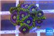 Zoanthus neon green magician blue 10-12 polyps WYSIWYG acclimaté