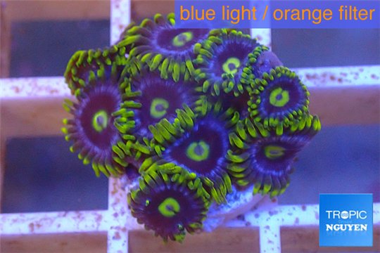 Zoanthus neon green magician blue 10-12 polyps WYSIWYG acclimaté