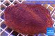Montipora red incrusting Australia 8-12 cm WYSIWYG acclimaté
