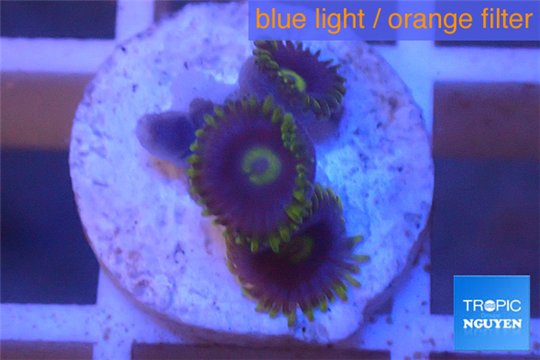 Zoanthus neon green magician blue 3-5 polyps WYSIWYG acclimaté