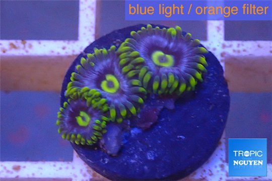 Zoanthus neon green magician blue 3-5 polyps WYSIWYG acclimaté