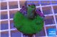 Montipora digitata green 2-4 cm WYSIWYG acclimaté