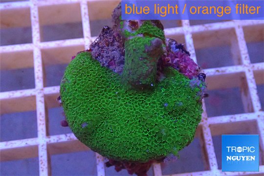 Montipora digitata green 2-4 cm WYSIWYG acclimaté