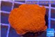 Montipora red cap 2-4 cm WYSIWYG acclimaté