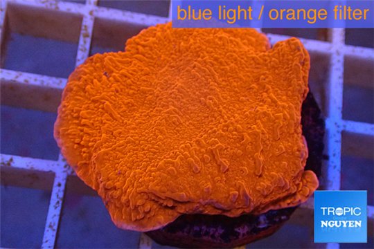 Montipora red cap 2-4 cm WYSIWYG acclimaté