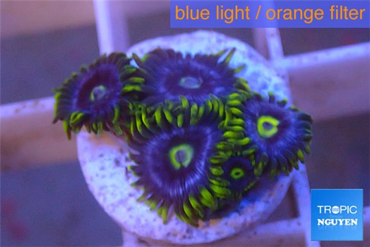 Zoanthus neon green magician blue 4-6 polyps WYSIWYG acclimaté