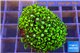 Pachyclavularia neon green 3-5 cm WYSIWYG acclimaté