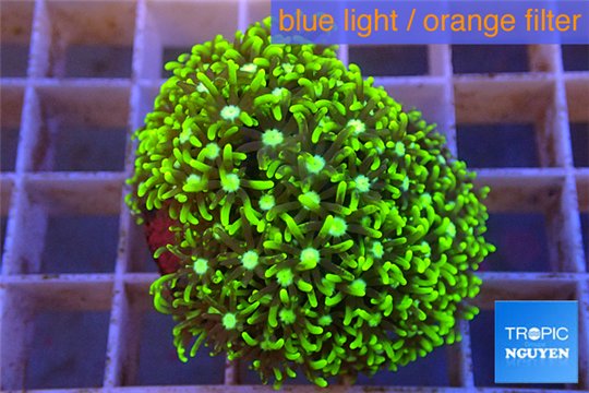 Pachyclavularia neon green 3-5 cm WYSIWYG acclimaté