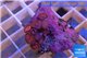 Zoanthus pink diamond 3-4 cm WYSIWYG acclimaté