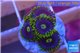 Zoanthus neon green magician blue 4-6 polyps WYSIWYG acclimaté
