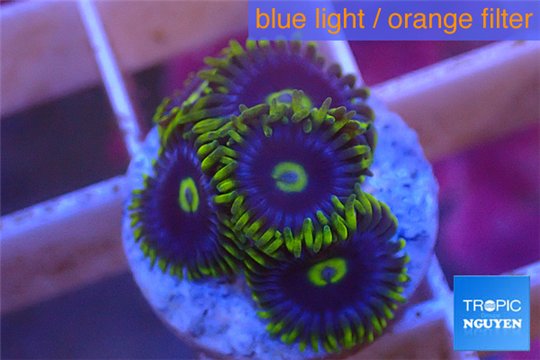 Zoanthus neon green magician blue 4-6 polyps WYSIWYG acclimaté