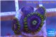 Zoanthus neon green magician blue 4-6 polyps WYSIWYG acclimaté