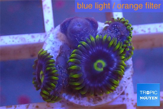 Zoanthus neon green magician blue 4-6 polyps WYSIWYG acclimaté