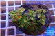 Zoanthus Fijii premium 8-12 cm WYSIWYG acclimaté