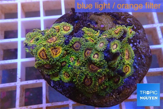 Zoanthus Fijii premium 8-12 cm WYSIWYG acclimaté