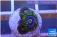 Zoanthus neon green magician blue 4-6 polyps WYSIWYG acclimaté
