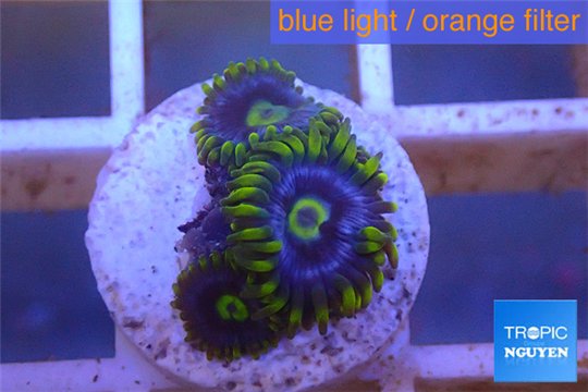 Zoanthus neon green magician blue 4-6 polyps WYSIWYG acclimaté