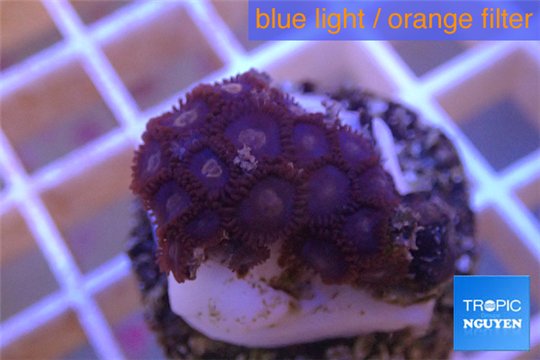 Zoanthus blue 2-3 cm WYSIWYG acclimaté