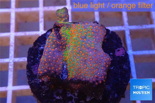 Montipora red fire forest 3-4 cm WYSIWYG acclimaté