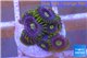 Zoanthus neon green magician blue 7-9 polyps WYSIWYG acclimaté