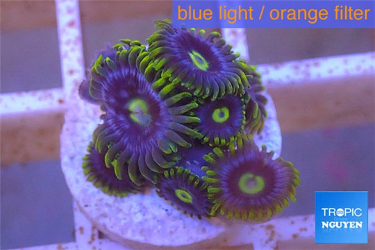 Zoanthus neon green magician blue 7-9 polyps WYSIWYG acclimaté