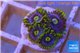 Zoanthus neon green magician blue 4-6 polyps WYSIWYG acclimaté