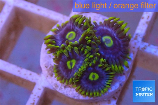 Zoanthus neon green magician blue 4-6 polyps WYSIWYG acclimaté