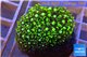 Pachyclavularia neon green 3-5 cm WYSIWYG acclimaté