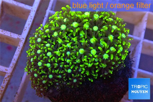 Pachyclavularia neon green 3-5 cm WYSIWYG acclimaté